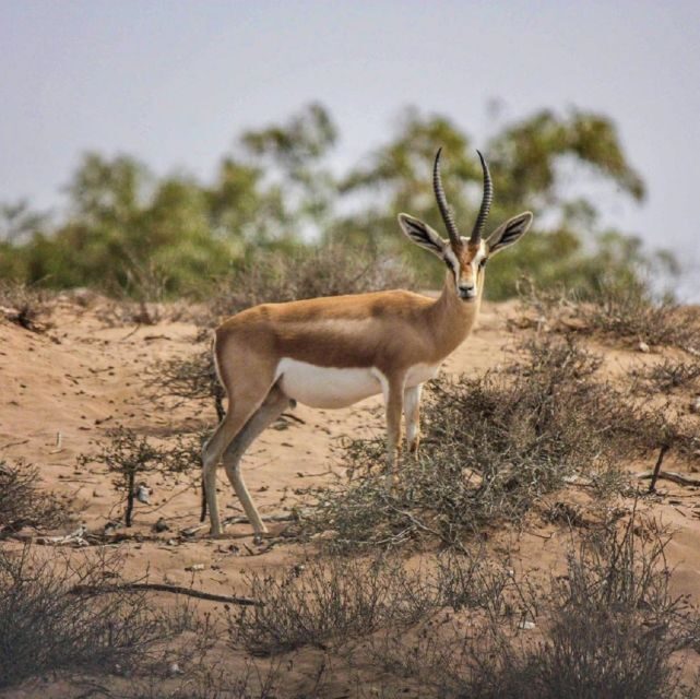 Agadir: Souss National Park Wildlife Half-Day Tour - An In-Depth Look at the Tour Itinerary