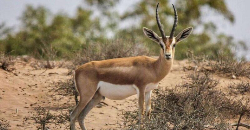 Agadir: Souss National Park Wildlife Half-Day Tour - Wildlife & Sightings: What You Might Expect