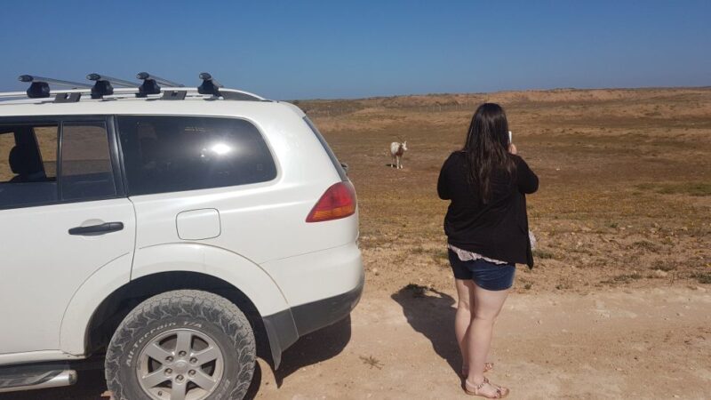 Agadir: Souss National Park Wildlife Half-Day Tour - The Value for Money