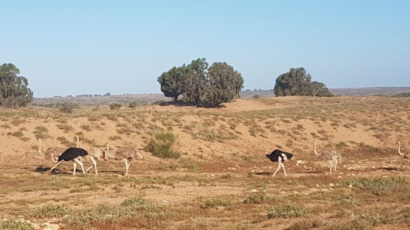 Agadir: Souss National Park Wildlife Half-Day Tour - What’s It Like in Practice?