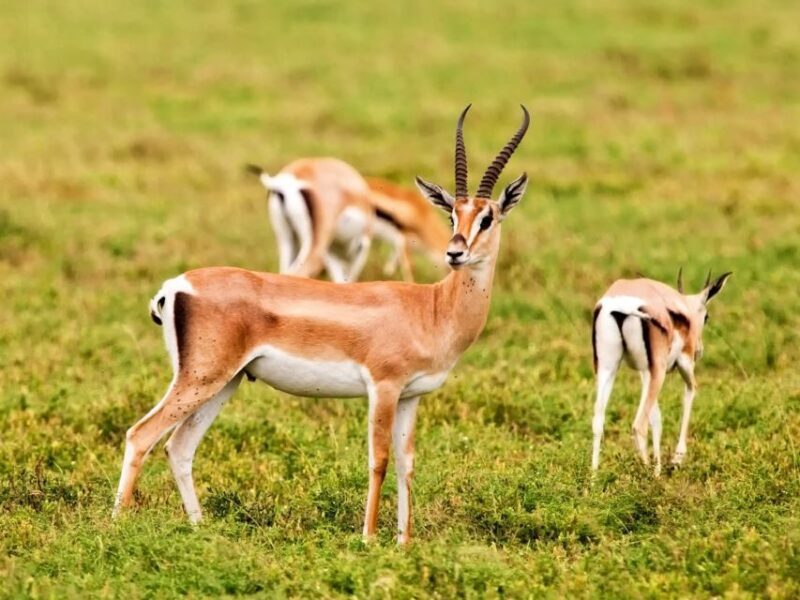 Agadir: Souss National Park Wildlife Half-Day Tour - Who Will Enjoy This Tour?
