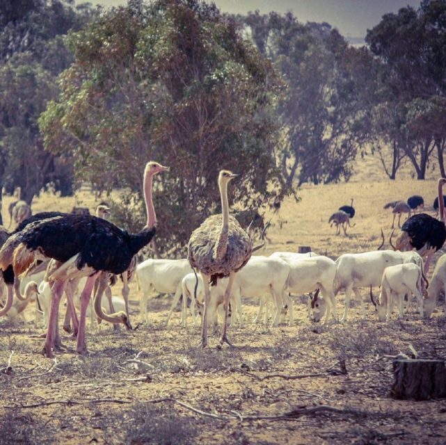 Agadir: Souss National Park Wildlife Half-Day Tour - Final Thoughts
