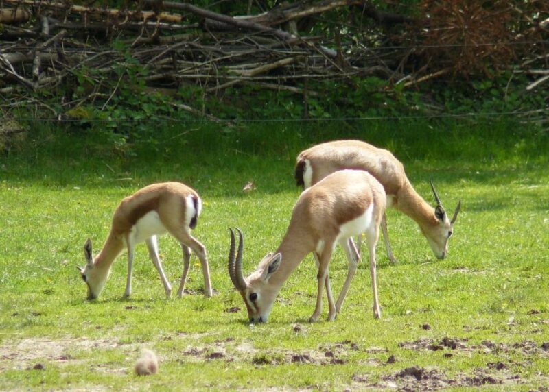 Agadir: Souss National Park Wildlife Half-Day Tour - FAQ