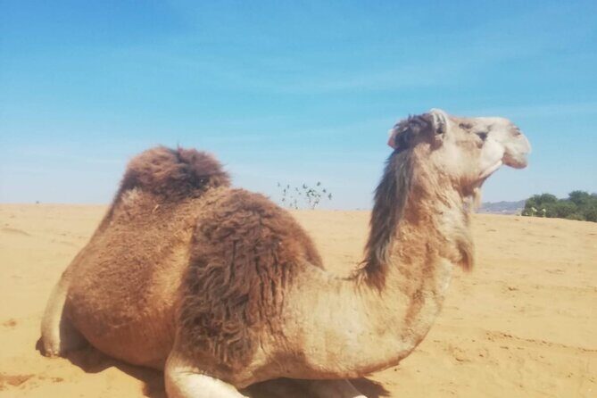 Agadir sunset on Camel Ride With Barbecue - Logistics and Practicalities