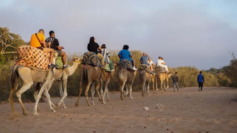 Agadir/Taghazout: Camel Ride with Tea Drink and Transfers - Who Will Love This Tour?