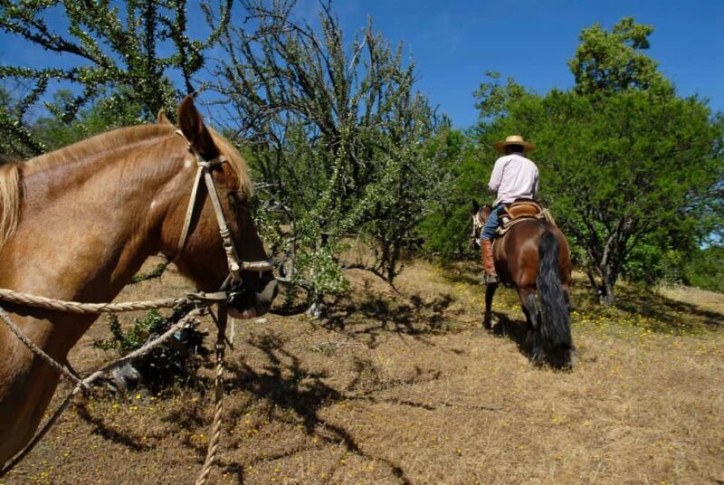 Agadir/Taghazout: Horse Rides Experience With Transfers - Key Points