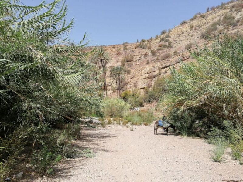 Agadir/Taghazout : Paradise Valley & Sandboarding with Lunch - FAQ