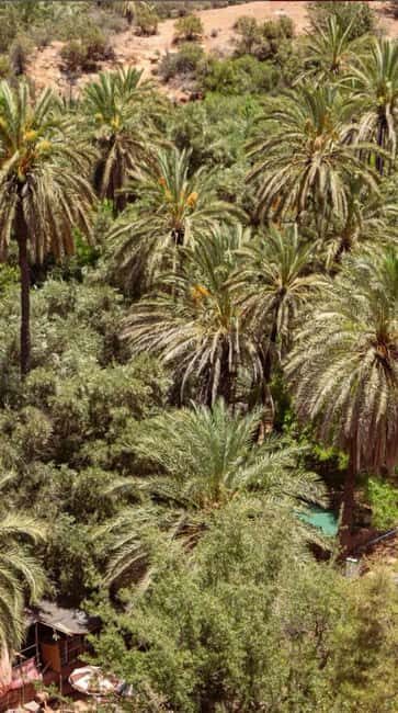 Agadir /Taghazout : Paradise Valley Visit + Lunch & Transfer - Who Will Love This Tour?
