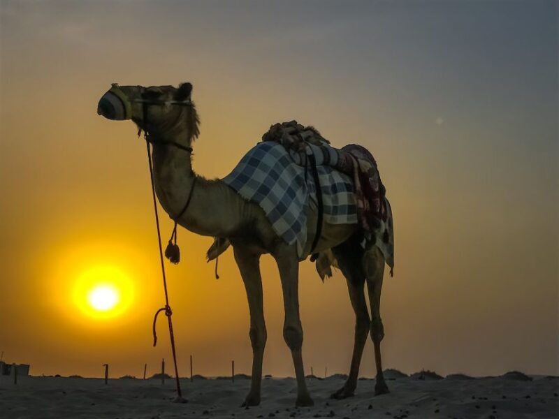 Agadir/Taghazout/Port: Camel Ride Tea & BBQ Option - Who Would Love This Tour?