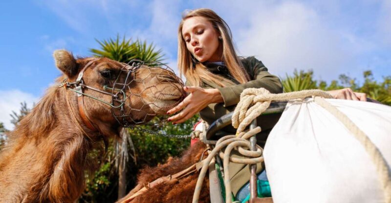 Agadir/Taghazout/Port: Camel Ride Tea & BBQ Option - The Sum Up: Is This Tour Worth It?