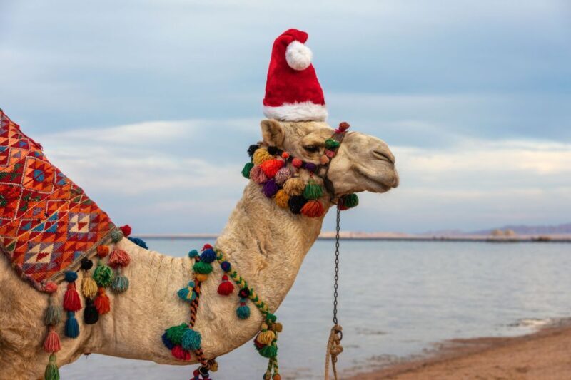 Agadir/Taghazout/Port: Camel Ride Tea & BBQ Option - FAQ