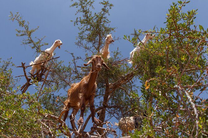 Agadir: Taroudant & Tiout guided Day Trip with Lunch & Pickup - FAQ