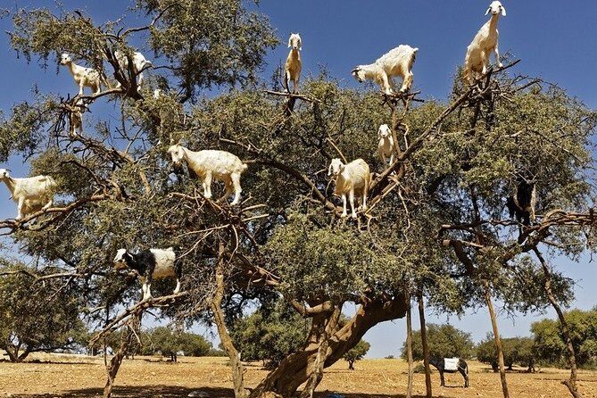 Agadir To Essaouira private day trip - Who Should Consider This Tour?