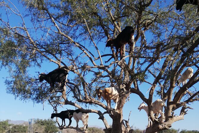Agadir TreeClimbing Goats & Souk El Had Market Tour - The Sum Up