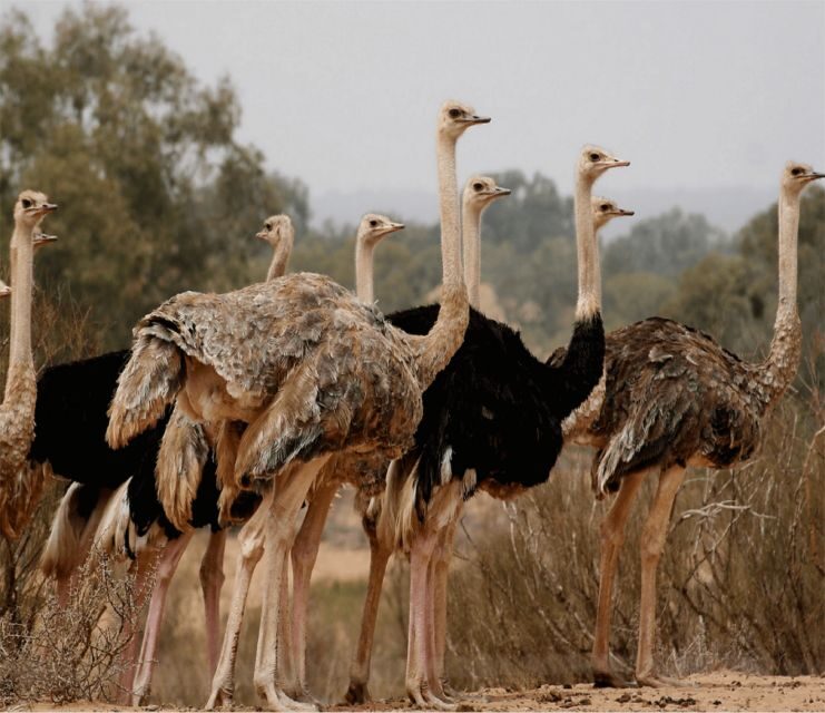 Agadir: Visit National park & Sahara Desert Including Lunch - A Detailed Look at What You Can Expect