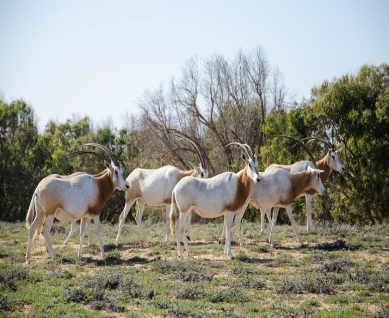 Agadir: Visit National park & Sahara Desert Including Lunch - FAQs