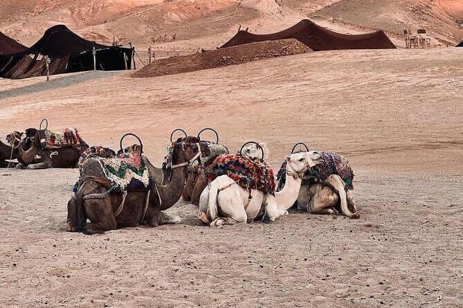 Agafay Camel Ride & Ourika Valley in Atlas mountains - Who Should Consider This Tour?
