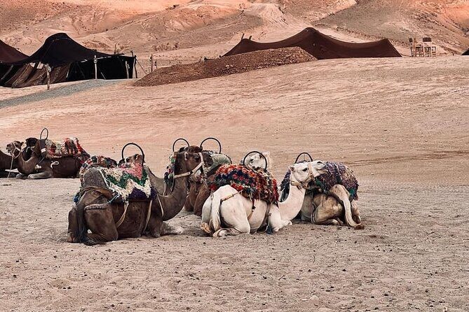 Agafay Desert Camel Ride With Dinner And Sunset Spectacle - What the Reviews Say