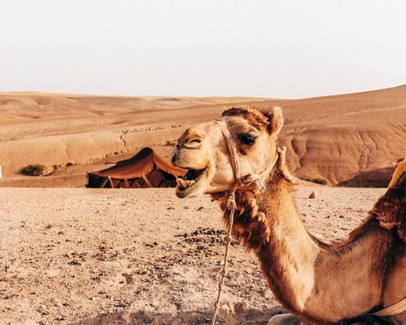 Agafay Desert: Magical Half-Day Lunch with Pool Swim - FAQ