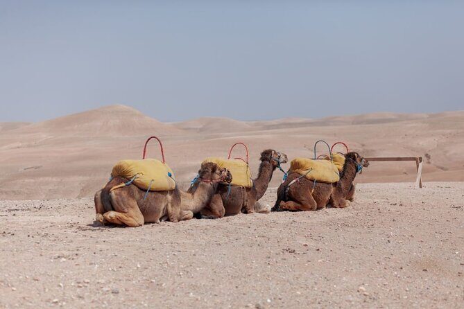 Agafay Desert Package, Quad Bike, Camel Ride and Dinner Show - The Experience from Multiple Perspectives