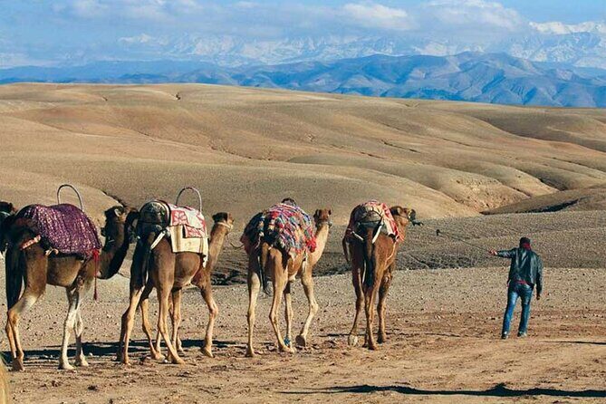 Agafay Desert pool day pass ( Pool + Lunch + pick-up) - Who Is This Tour Best For?