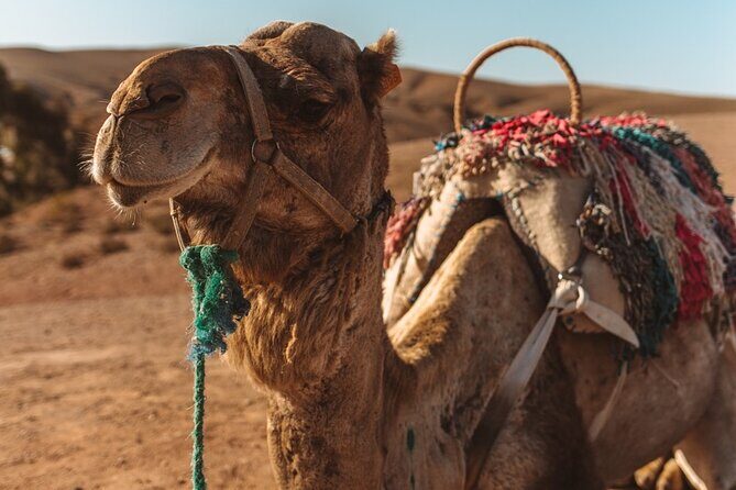 Agafay Desert - Quad camel and dinner show - The Itinerary in Detail