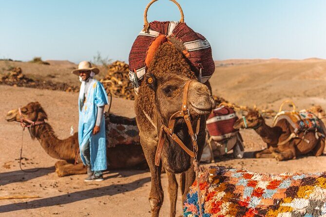 Agafay Desert - Quad camel and dinner show - What We Think About the Value and Experience