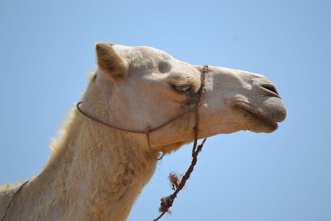 Agafay Desert :Quad or Camel with Lunch and pool or Dinner & Show - Introduction: A Well-Rounded Day Out in the Desert