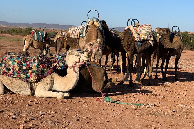 Agafay Desert sunset Camel ride and dinner Experience - The Sum Up: Is This Tour Worth It?
