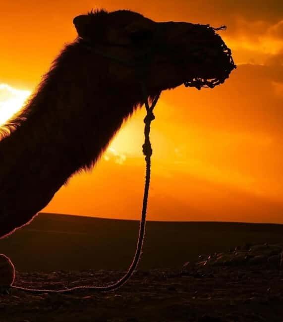 Agafay Desert: Sunset Camel Ride & Traditional Dinner - What Past Travelers Say