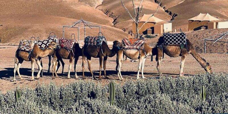Agafay Desert Tour: Sunset Camel Ride & Dinner with Show - Discovering the Agafay Desert: What to Expect
