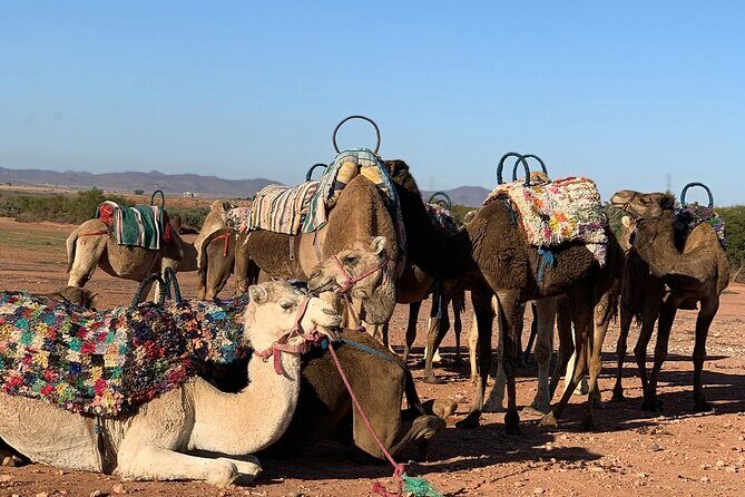 Agafay Magical Dinner with Camel Ride - Who Should Consider This Tour?