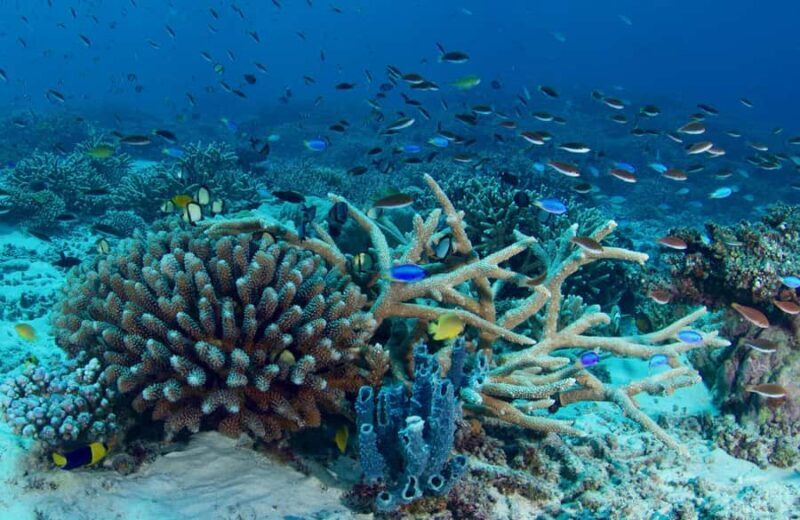 Agnes/1770: Southern Great Barrier Reef Scuba Diving Trip - Setting the Scene: An Overview of What to Expect