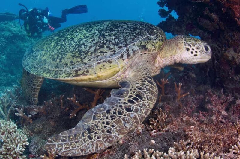 Agnes/1770: Southern Great Barrier Reef Scuba Diving Trip - Final Thoughts: Is This the Reef Tour for You?
