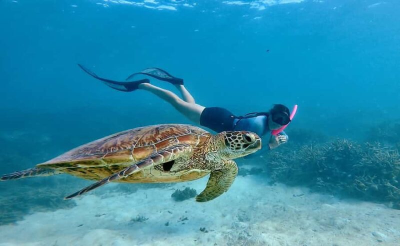 Agnes/1770: Southern Great Barrier Reef Snorkelling Day Trip - Pricing and Value