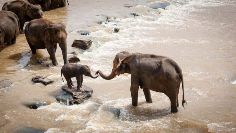 Agra: Taj Mahal Sunrise Tour with Elephant Sanctuary - Key Points
