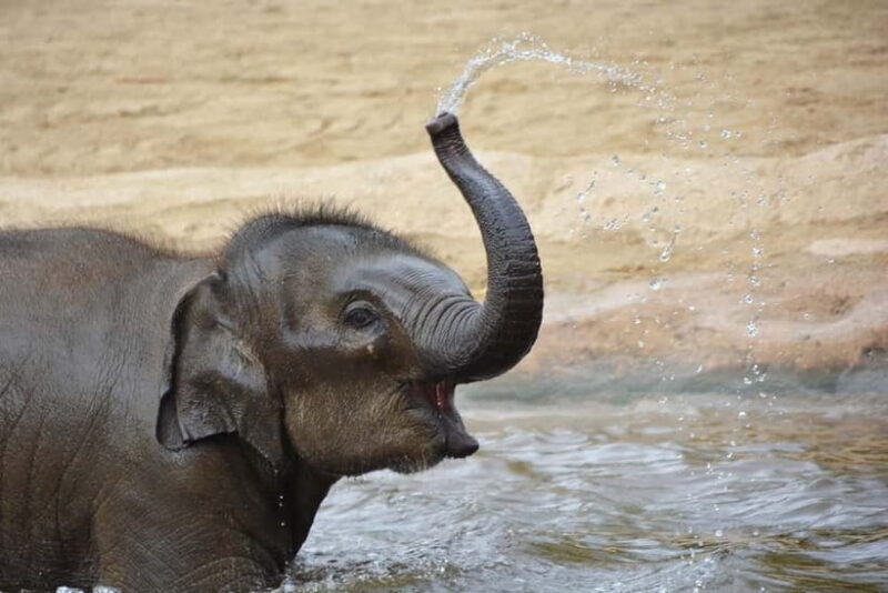 Agra: Taj Mahal Sunrise Tour with Elephant Sanctuary - The Sum Up
