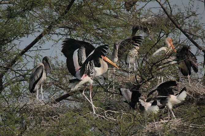 Agra To Bharatpur Same Day Tour with Fatehpur Sikri - Exploring the Agra To Bharatpur Same Day Tour with Fatehpur Sikri