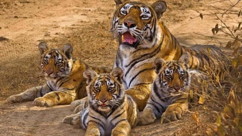 Agra to Khajuraho & Panna: Explore Temples & Wildlife - Key Points