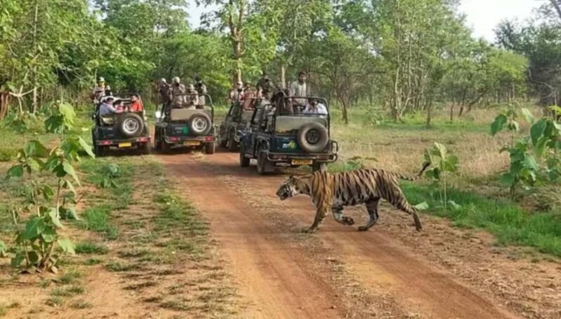 Agra to Khajuraho & Panna: Explore Temples & Wildlife - An In-Depth Look at the Experience