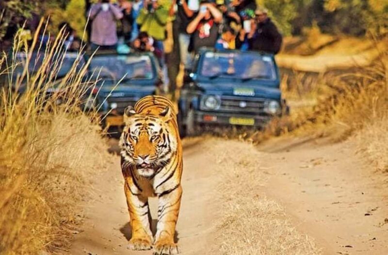 Agra to Khajuraho & Panna: Explore Temples & Wildlife - The Sum Up