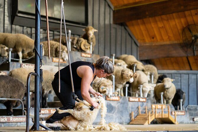 Agrodome Farm Experience including Farm Show and Farm Tour - Rotorua - Key Points