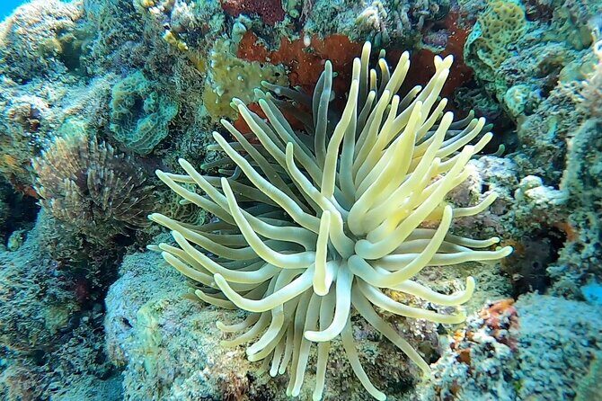 Aguadilla Tropical Snorkeling - FAQ