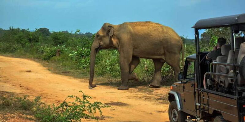 Ahangama: Udawalawe National Park Safari with Hotel Pickup - Pricing and Value