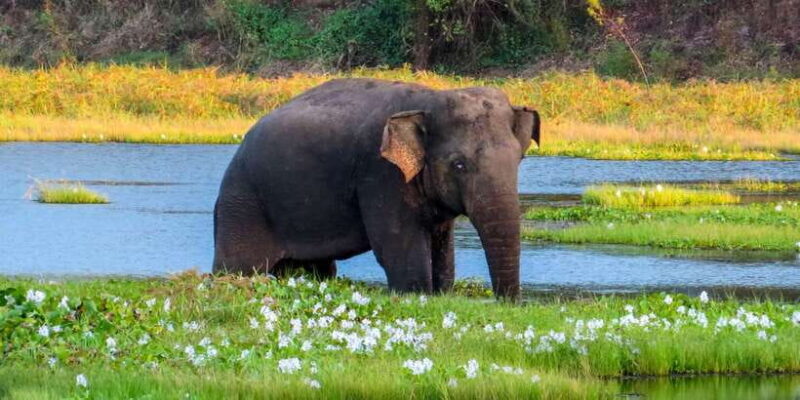 Ahangama: Udawalawe National Park Safari with Hotel Pickup - Frequently Asked Questions