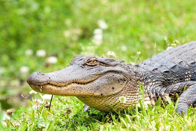 Airboat Ride with Transportation from New Orleans - The Itinerary in Detail: What to Expect
