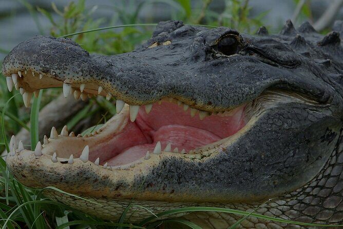 Airboat Rides Florida Everglades Captain Wayne - Who Will Love This Tour?