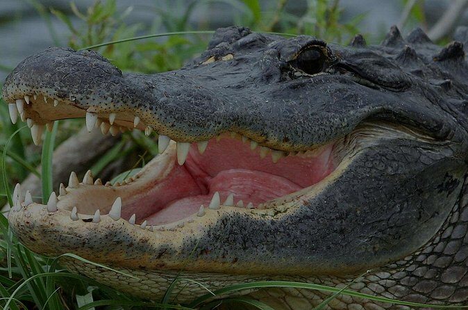 Airboat Rides Florida Everglades Captain Wayne - Authentic Experiences & Guest Feedback
