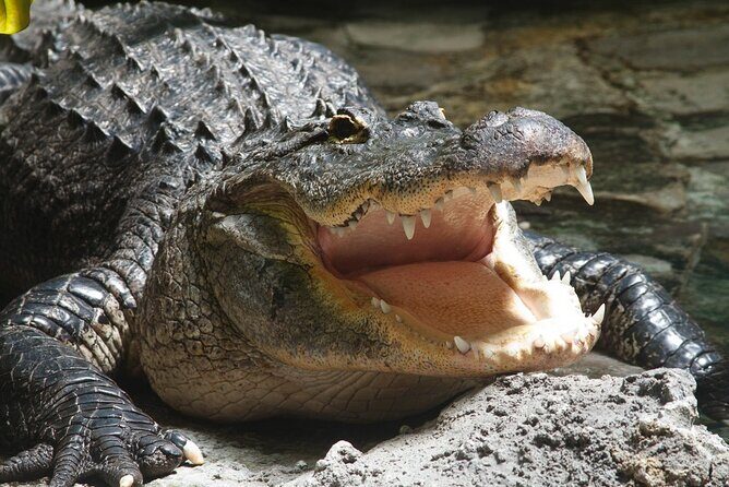 Airboat Rides in West Palm Beach Captain Wayne - Discover the Florida Everglades with Captain Wayne’s Airboat Ride in West Palm Beach