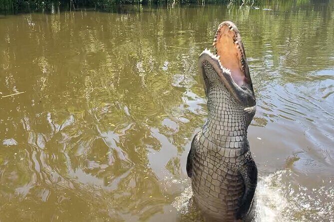 Airboat Swamp Tour with Transportation from New Orleans - Key Points